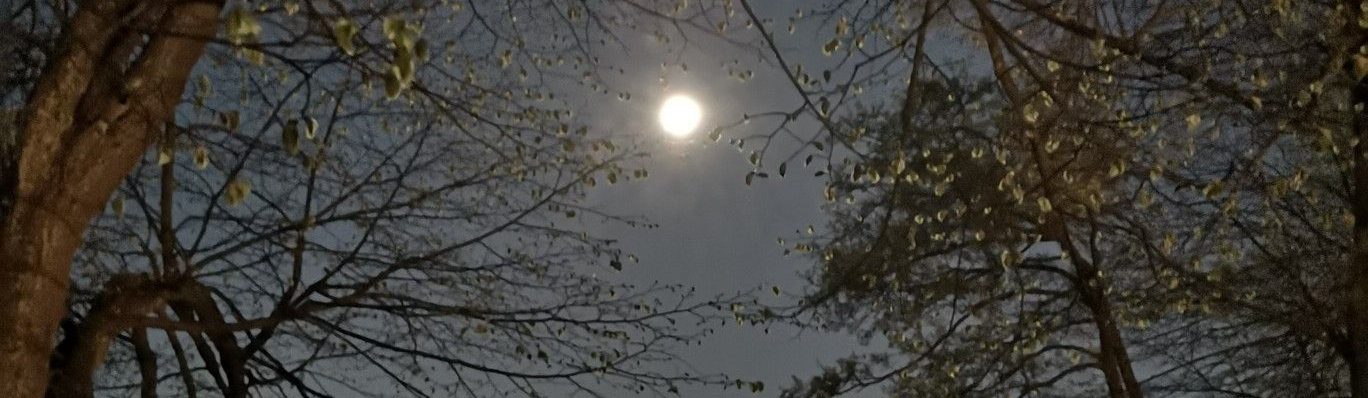 Свет серебряной луны