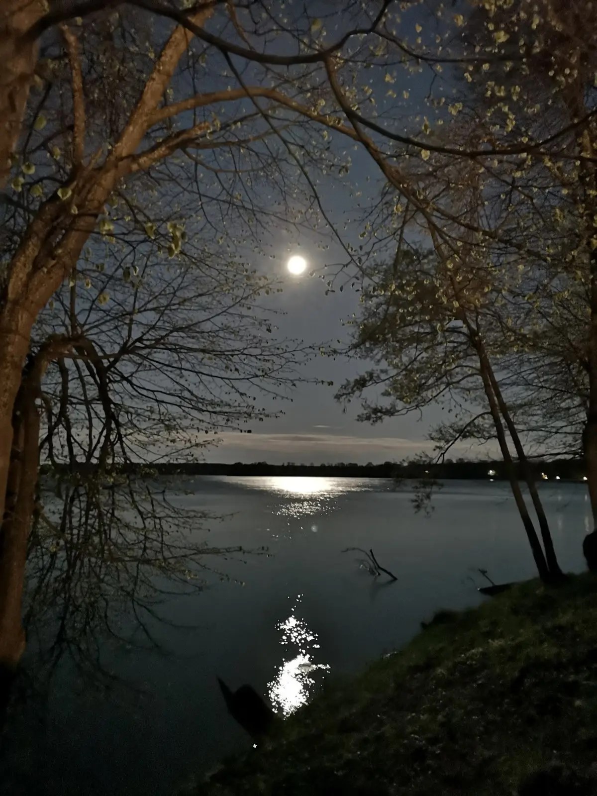 Свет серебряной луны